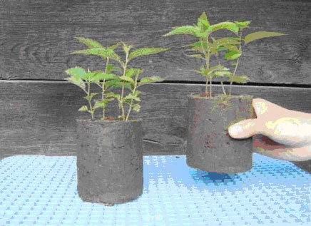 Honda在华企业联合启动植树造林工程-接纳磷迄部保育块的树苗